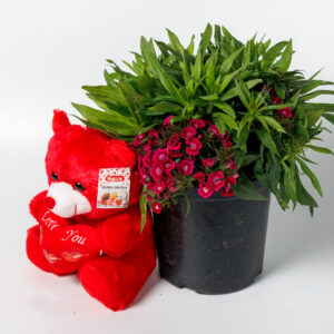 Κινέζικο Γαρύφαλλο με Αρκουδάκι - Image 1