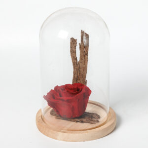 Μεγάλο Forever Rose