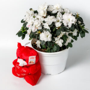 Λευκή Αζαλέα με Αρκουδάκι - Image 1