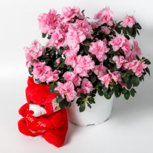 Pink Azalea with Teddy Bear - Image 1