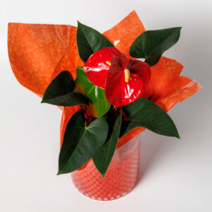 Ανθούριο σε Γυάλινο Βάζο με Πέρλες