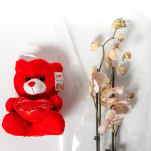 Ορχιδέα με Αρκουδάκι